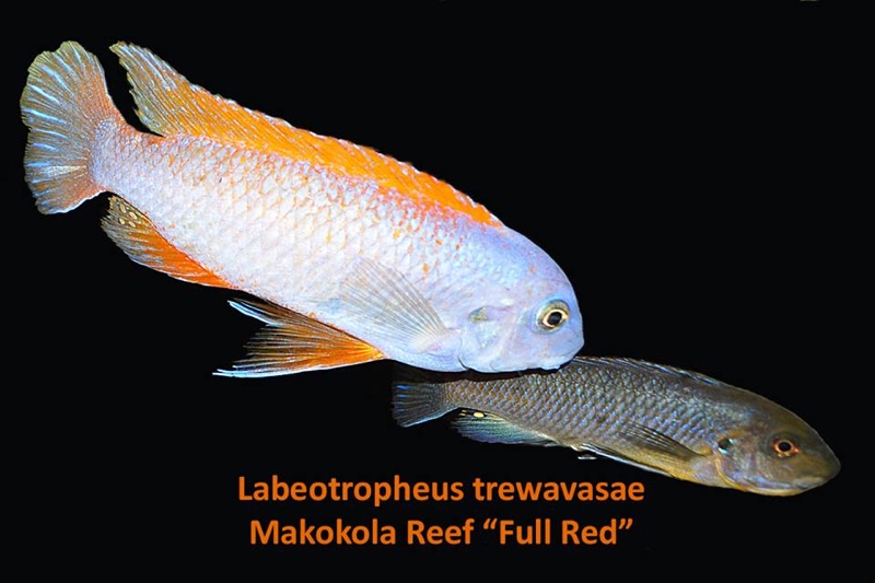 Labeotropheus trewavasae 'Makokola Reef'